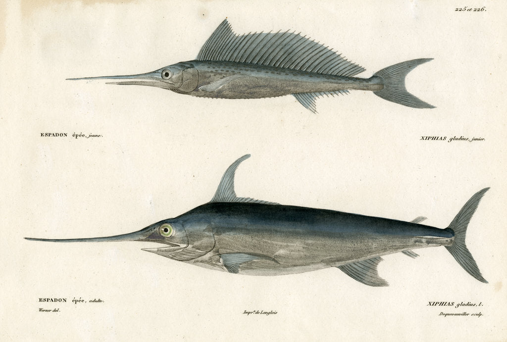 Detail of Swordfish by François Jacques Dequevauviller