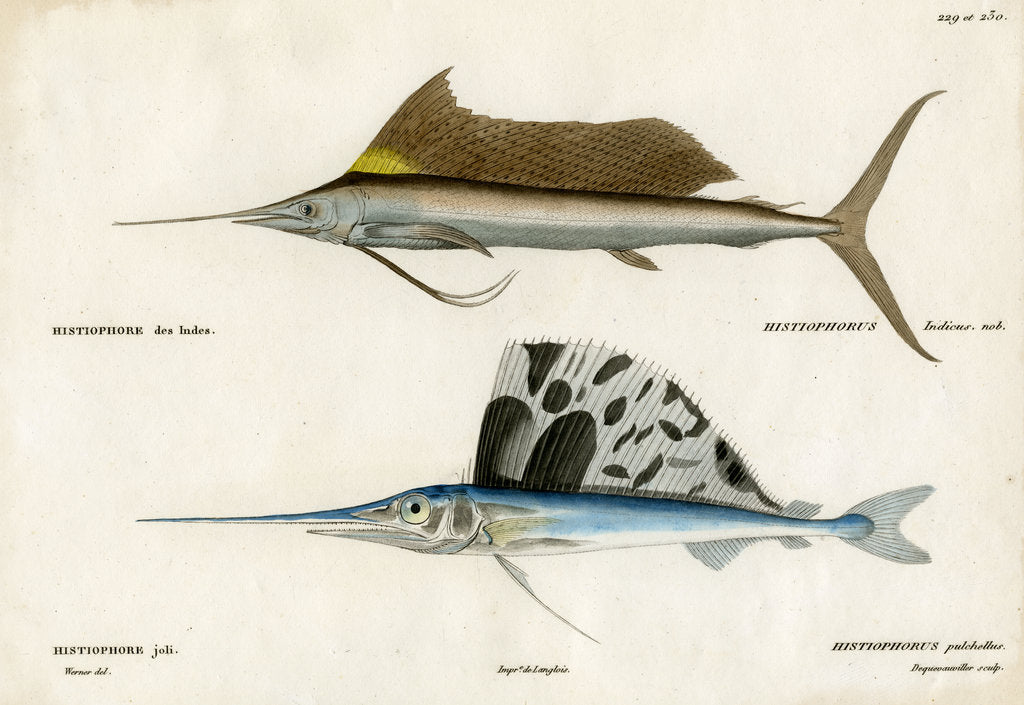 Detail of Sailfishes by François