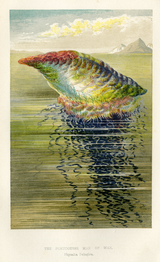 Detail of ‘The Portuguese Man of War’ by Unknown