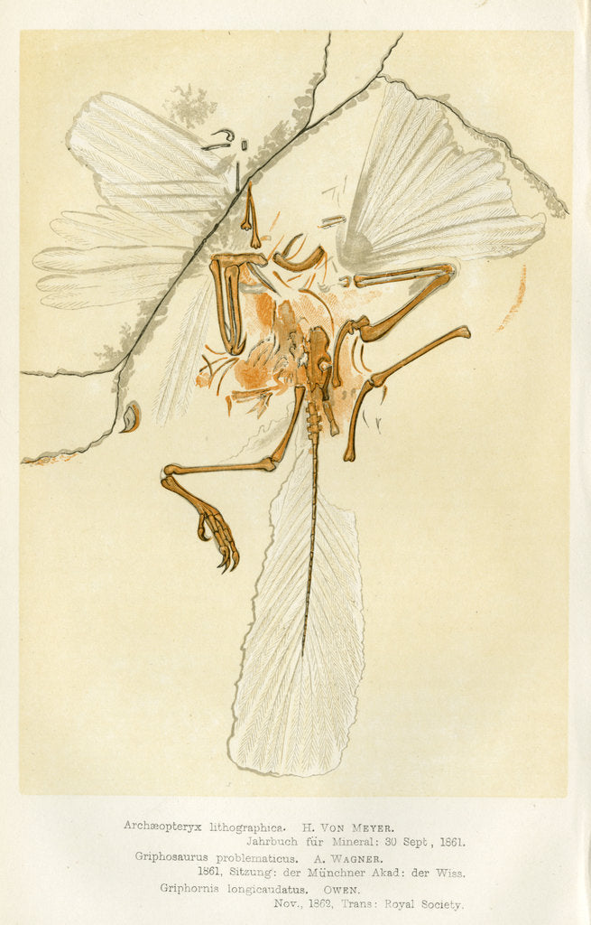 Detail of ‘Archaeopteryx’ by Unknown