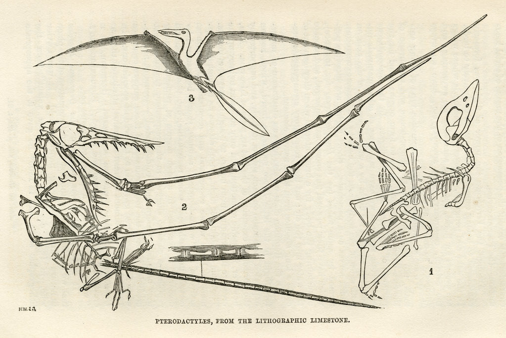 Detail of ‘Pterodactyls’ by Unknown