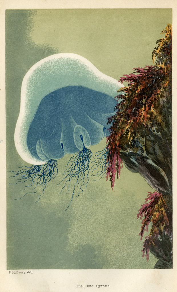 Detail of ‘The Blue Cyanaea’ by Unknown