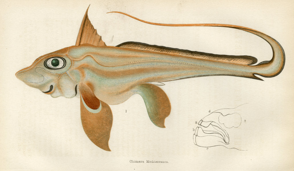 Detail of ‘Chimaera’ by Unknown