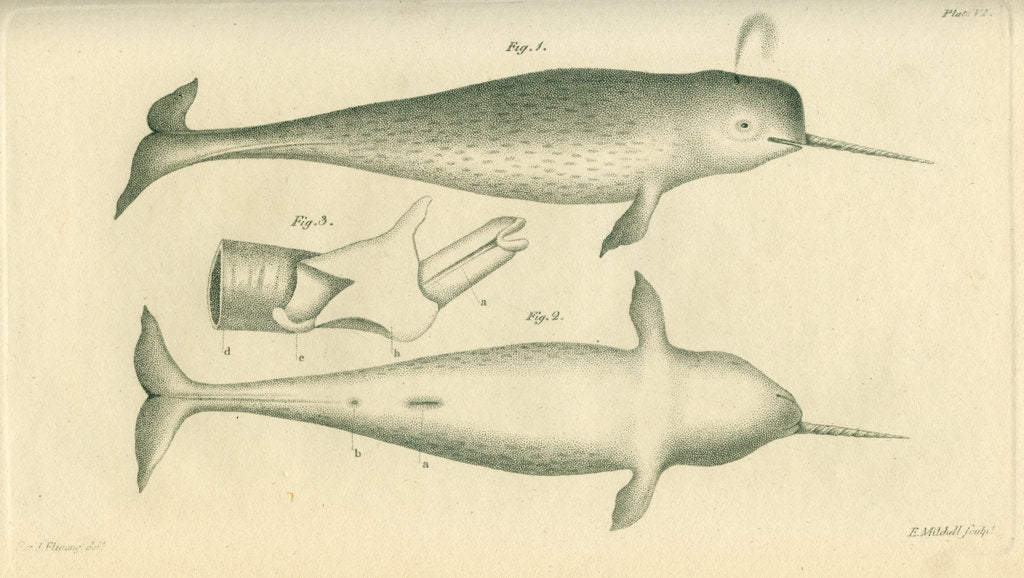 Detail of Narwhal by Edward Mitchell