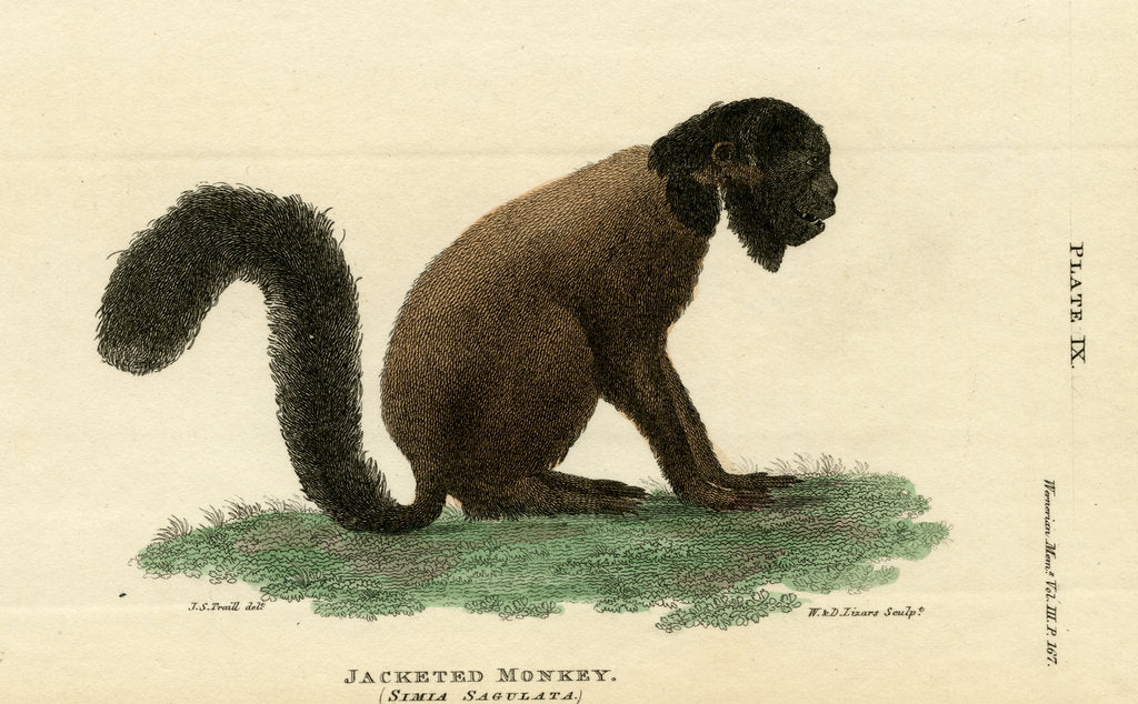 Detail of Black bearded saki by W & D Lizars