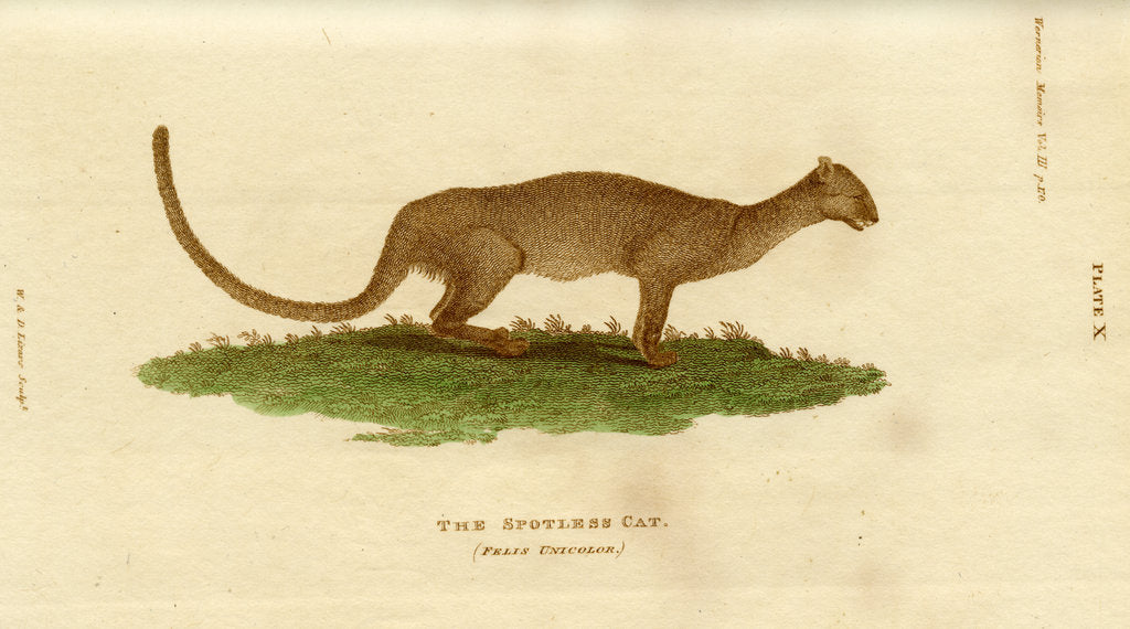 Detail of Jaguarundi by W & D Lizars