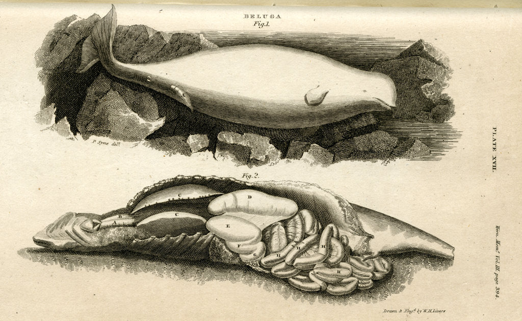 Detail of Beluga whale by William Home Lizars