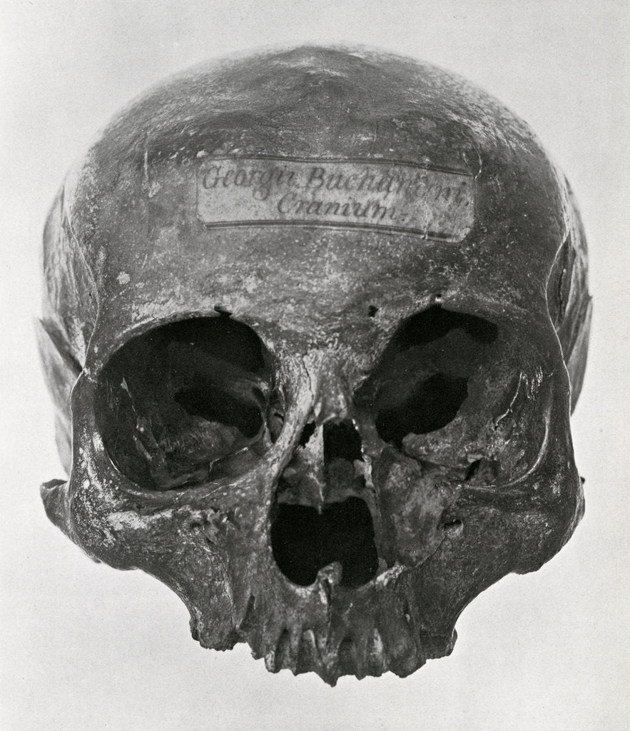 Detail of George Buchanan’s skull by Unknown