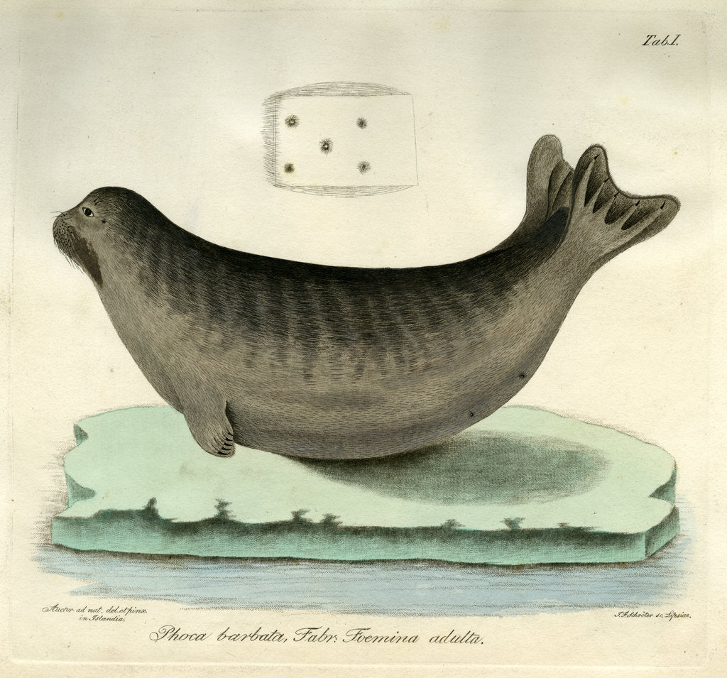 Detail of Bearded seal by Johann Friedrich Schröter