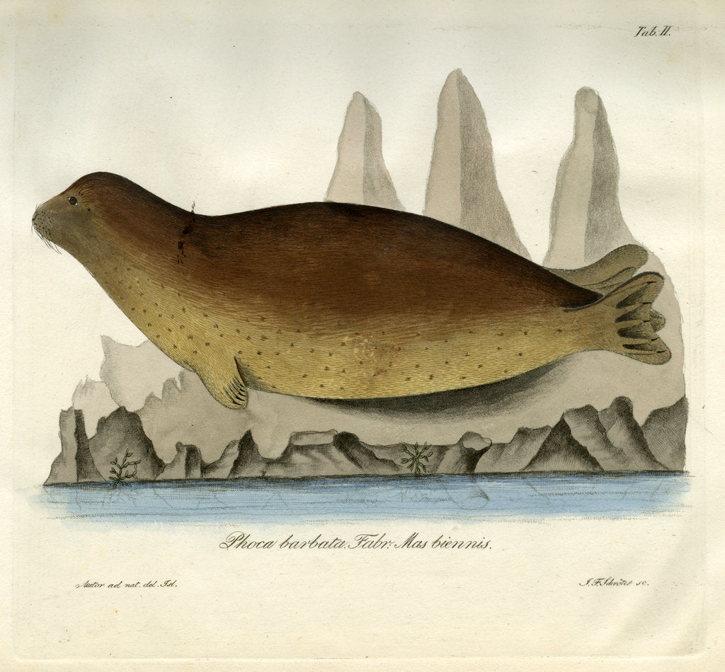Detail of Bearded seal by Johann Friedrich Schröter