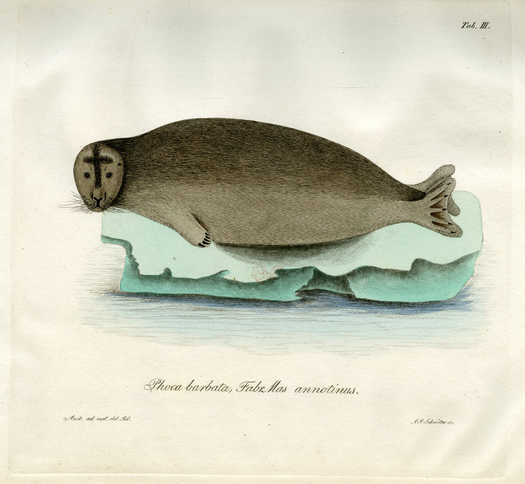 Detail of Bearded seal by Johann Friedrich Schröter