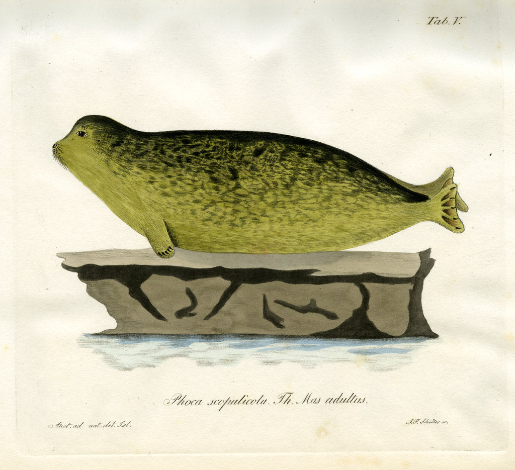 Detail of Harbour seal by Johann Friedrich Schröter
