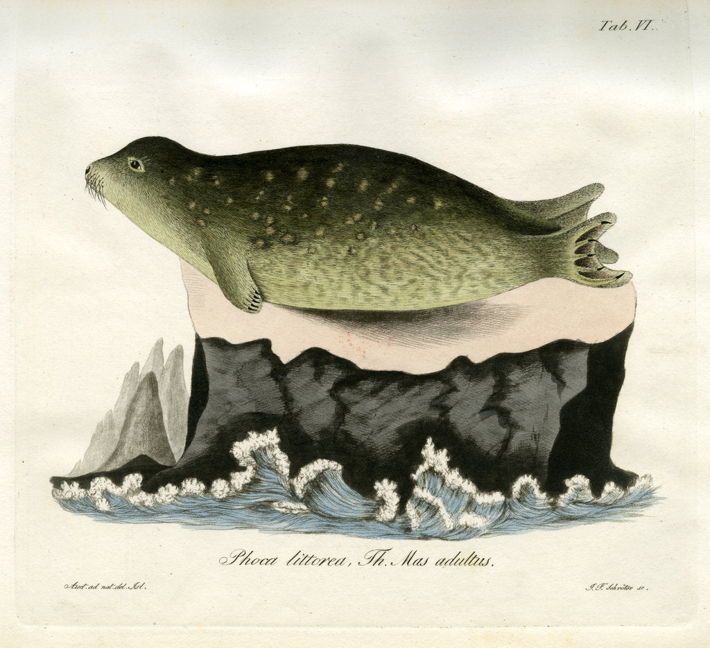 Detail of Eastern Atlantic Harbour seal by Johann Friedrich Schröter