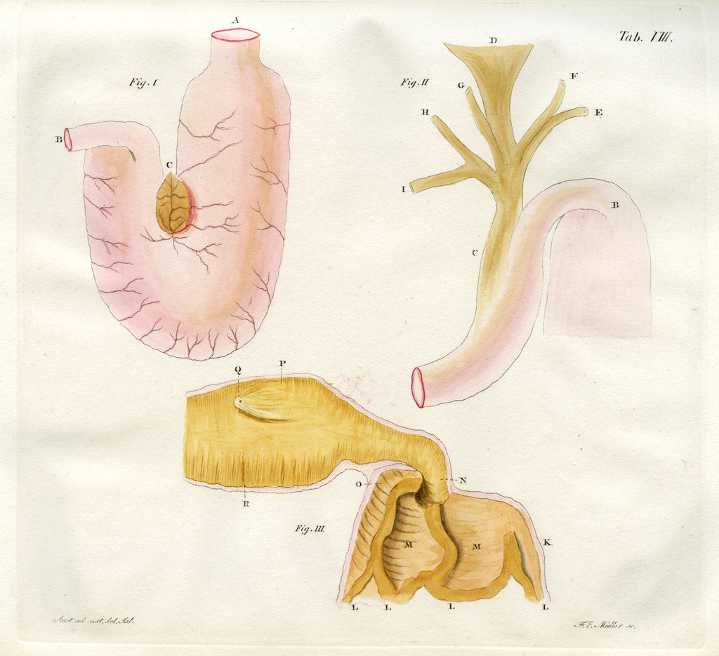 Detail of Harbour seal stomach by Friedrich Eduard Müller
