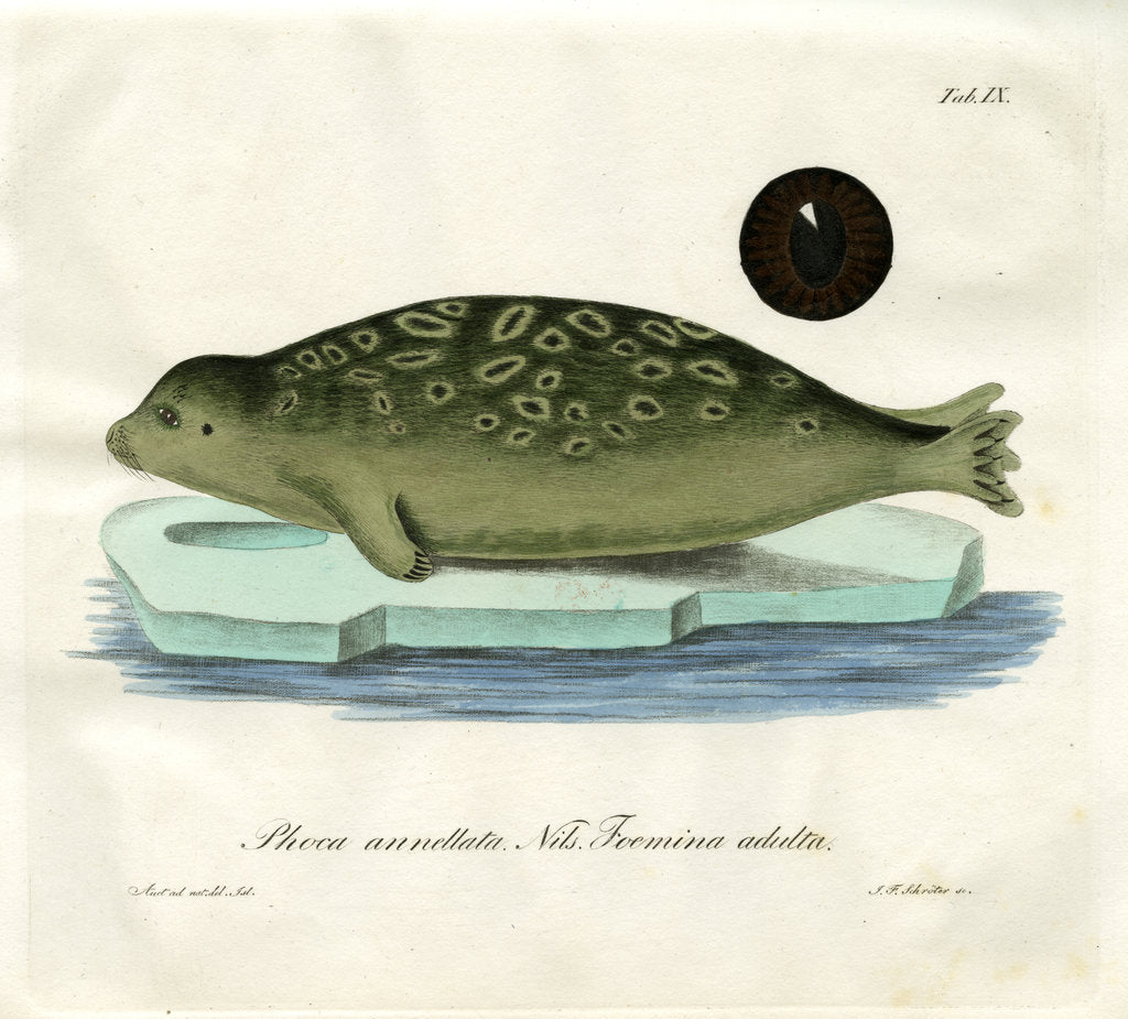 Detail of Ringed seal by Johann Friedrich Schröter