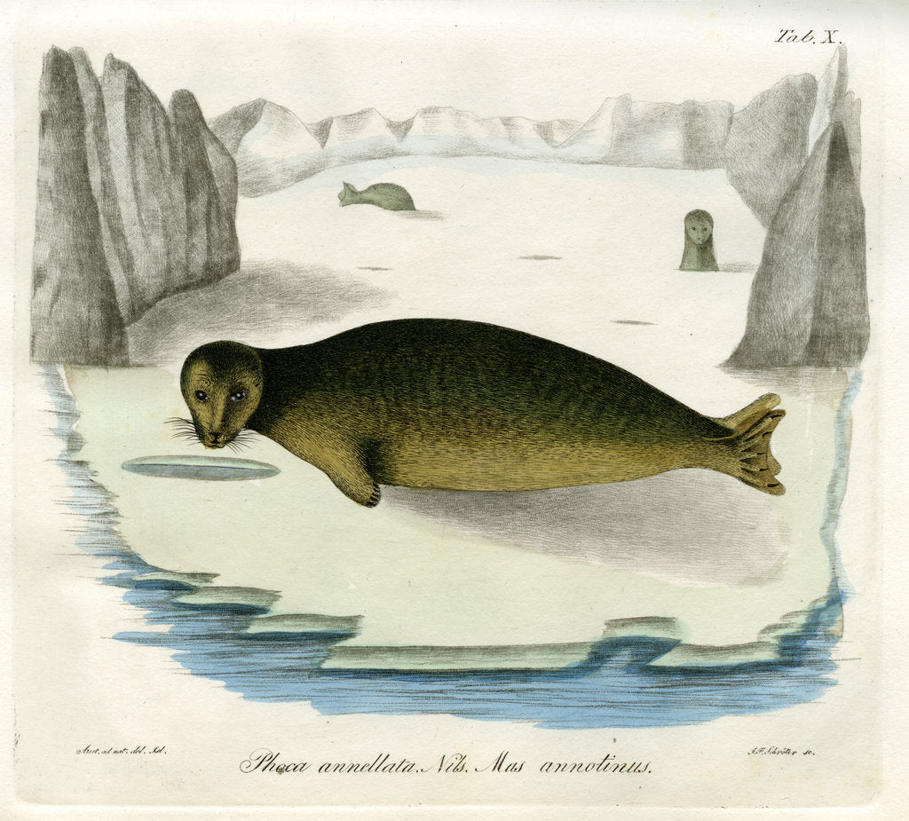 Detail of Ringed seal by Johann Friedrich Schröter