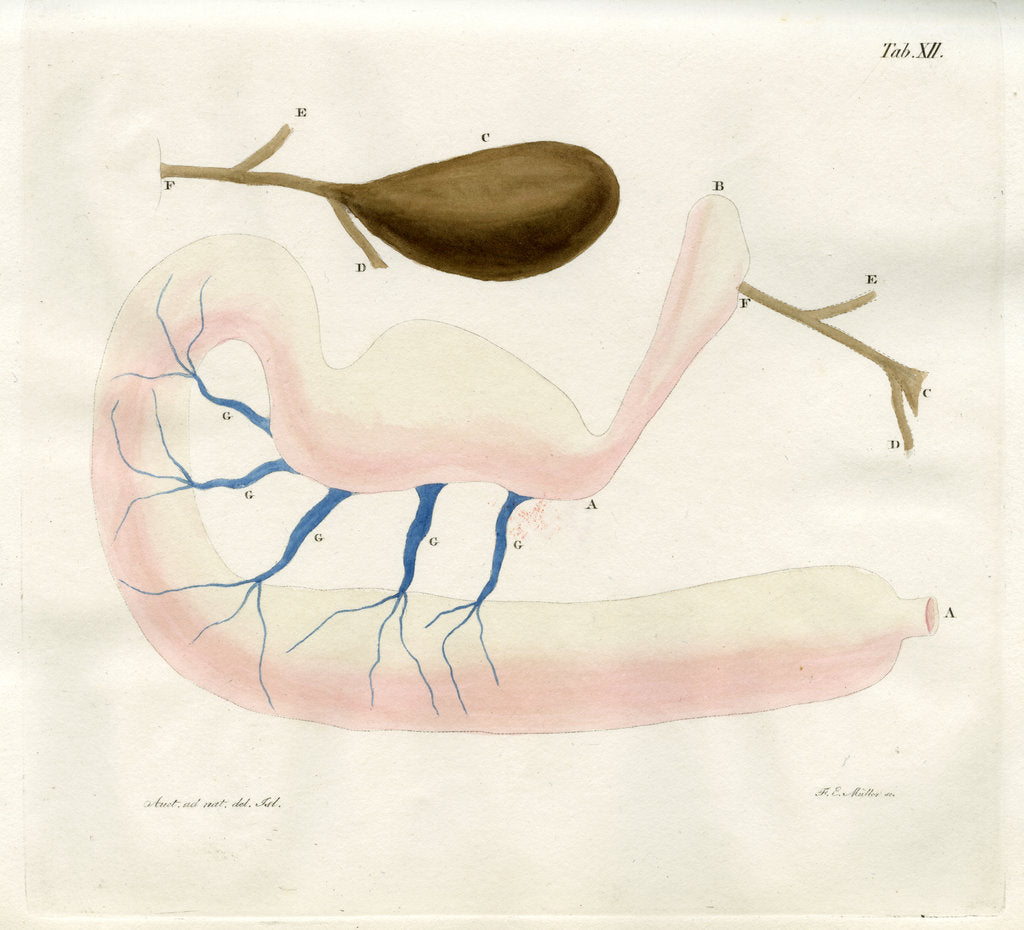 Detail of Ringed seal stomach by Friedrich Eduard Müller