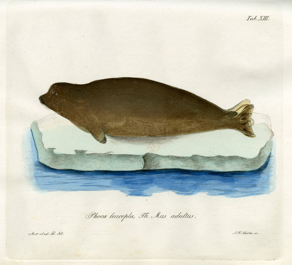 Detail of Harp seal by Johann Friedrich Schröter