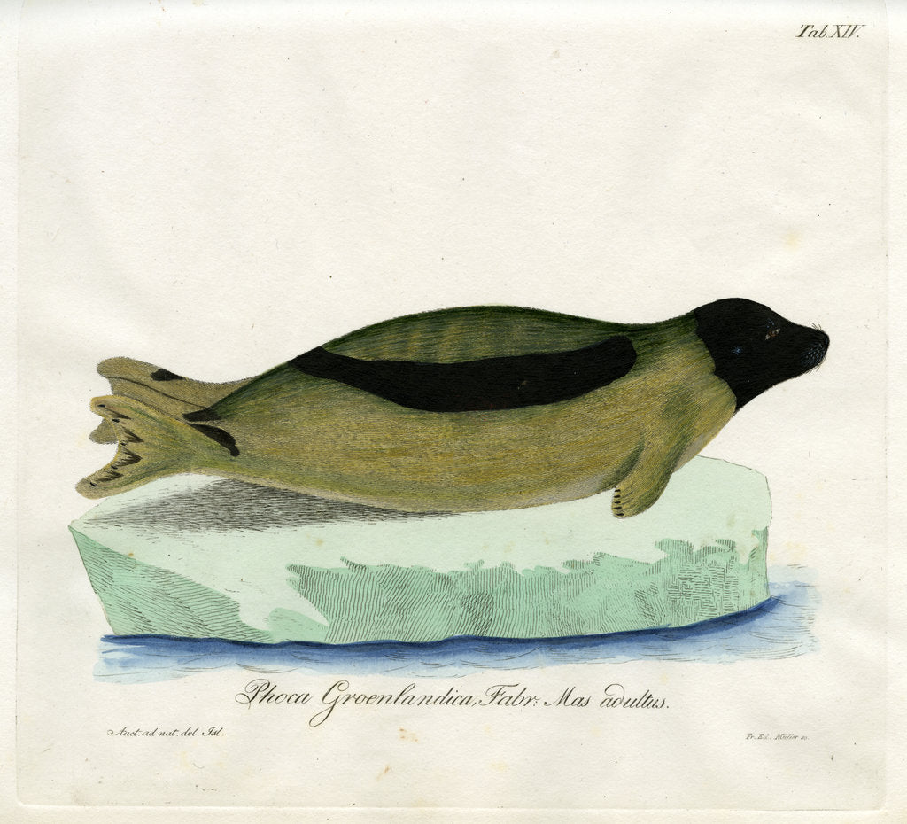 Detail of Harp seal by Friedrich Eduard Müller