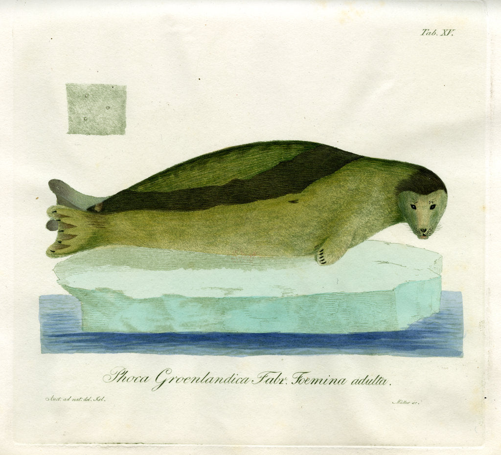 Detail of Harp seal by Friedrich Eduard Müller