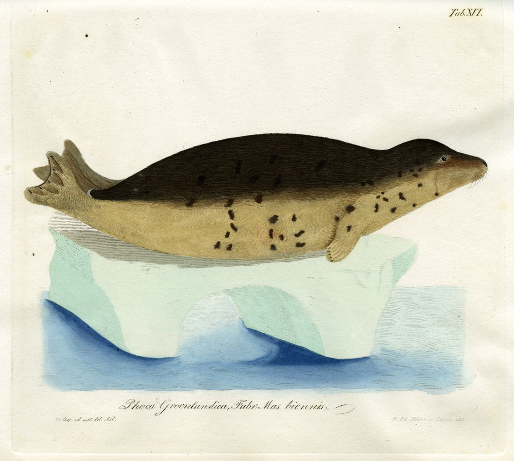 Detail of Harp seal by Friedrich Eduard Müller