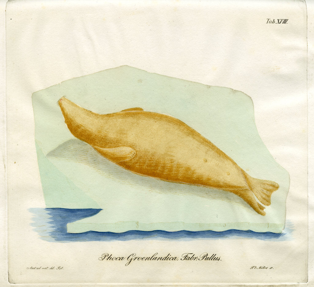 Detail of Harp seal by Friedrich Eduard Müller