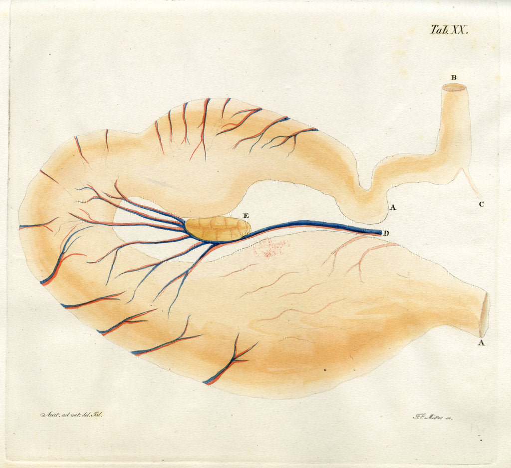 Detail of Harp seal stomach by Friedrich Eduard Müller