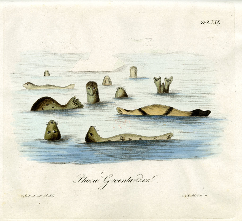 Detail of Harp seals by Johann Friedrich Schröter