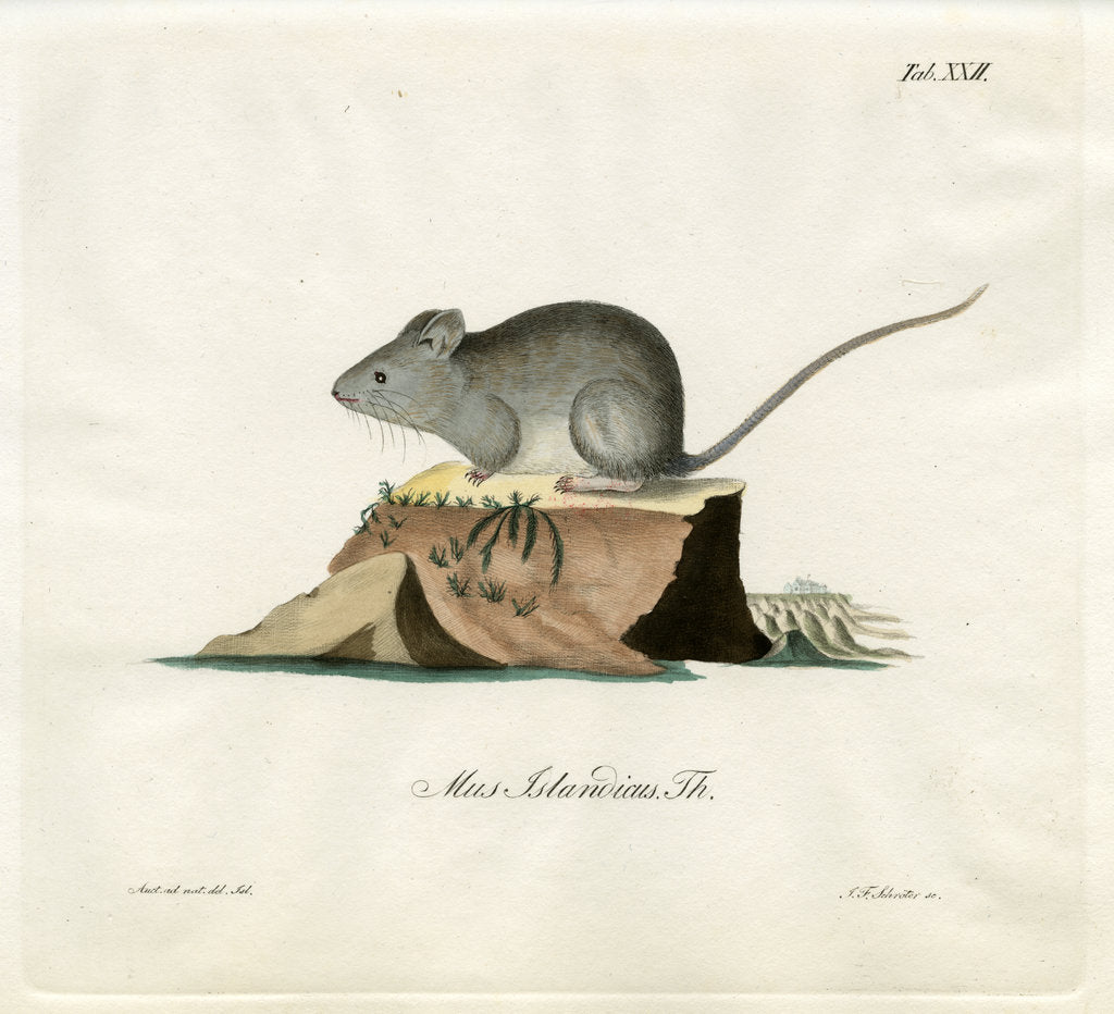 Greenland mouse by Johann Friedrich Schröter