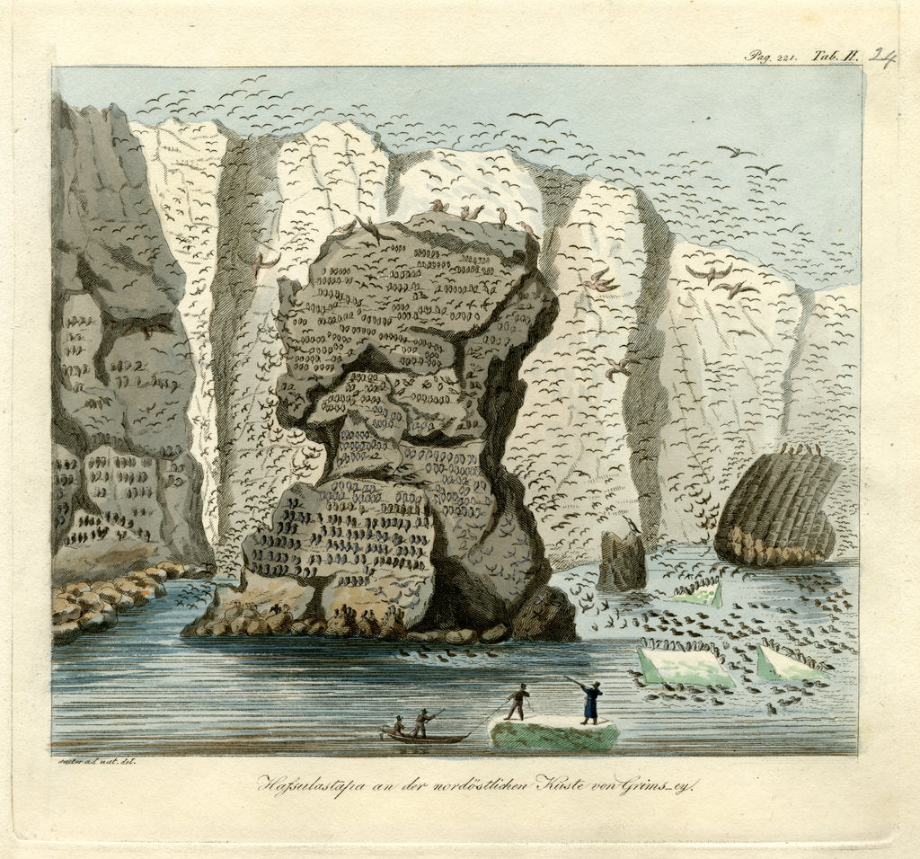 Detail of Sea bird colonies of Grimsey by Friedrich Eduard Müller