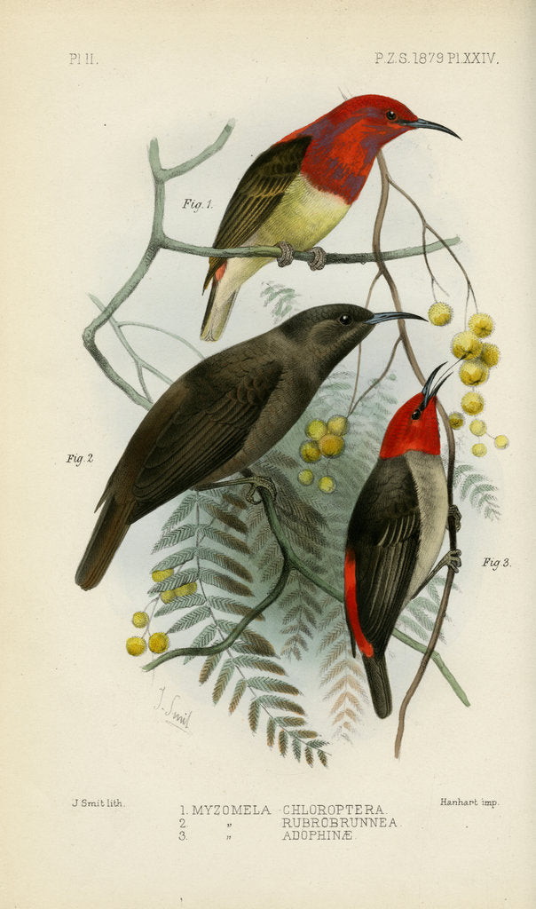 Detail of Honeyeaters by Joseph Smit