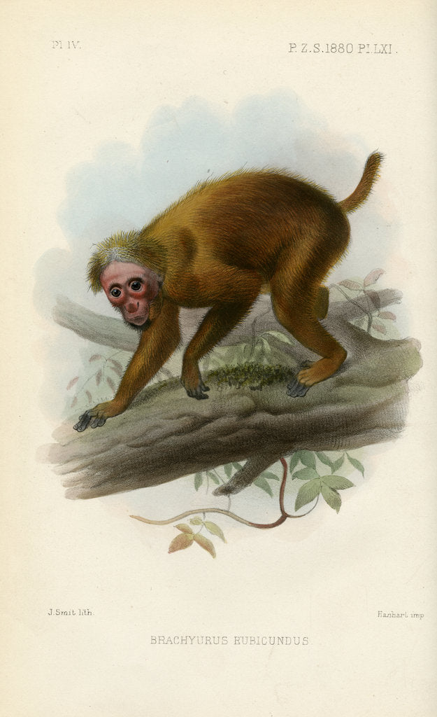 Detail of Bald uakari by Joseph Smit