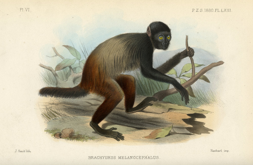Detail of Golden-backed uakari by Joseph Smit