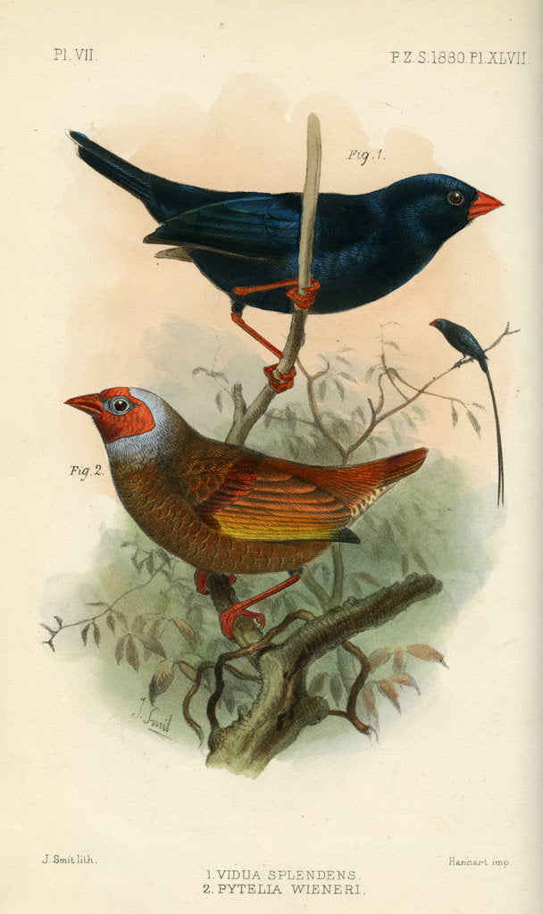 Detail of Indigobird and pytelia by Joseph Smit