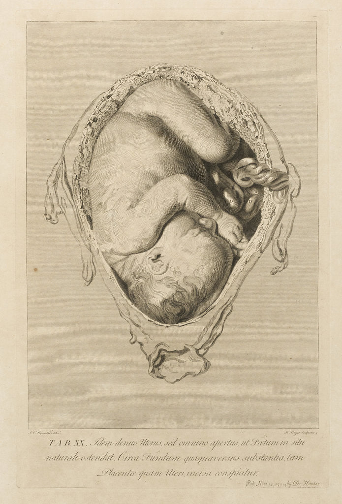 Detail of Foetus in the womb by Henry Bryer