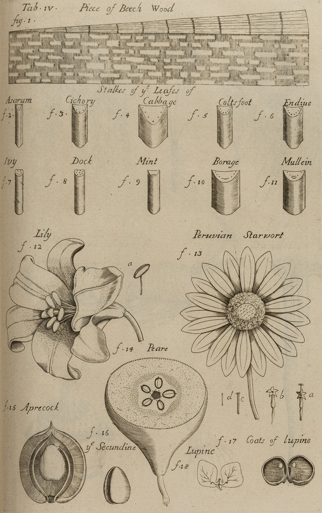 Detail of Beech wood, lily and pear by After Nehemiah Grew