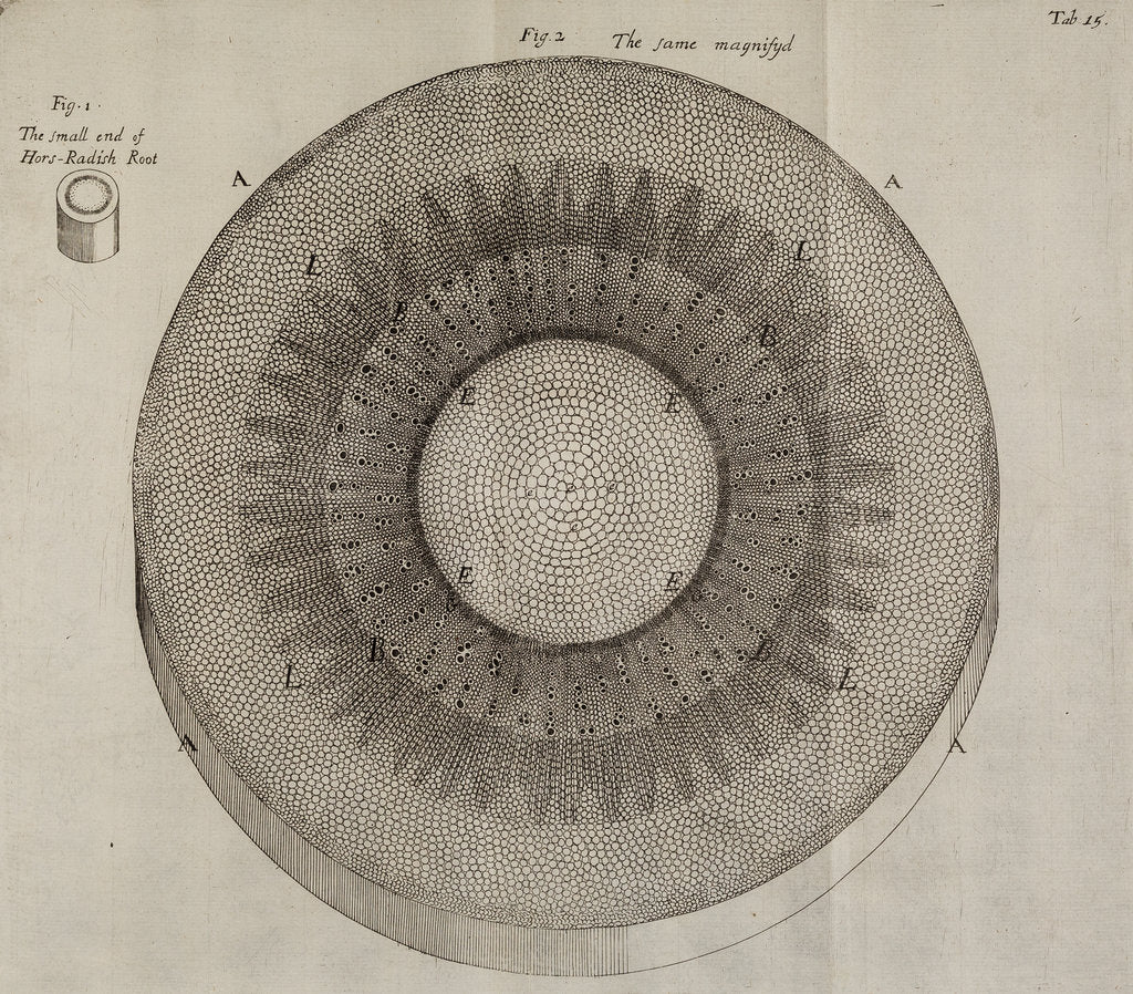 Detail of ‘Horseradish root’ by After Nehemiah Grew