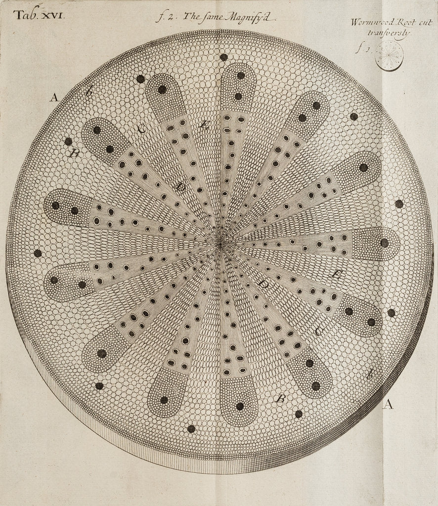 Detail of ‘Wormwood root’ by After Nehemiah Grew