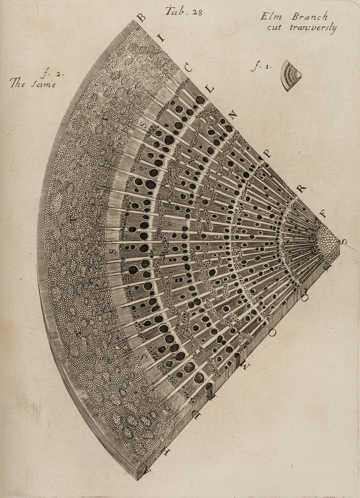 Detail of ‘Elm branch’ by After Nehemiah Grew