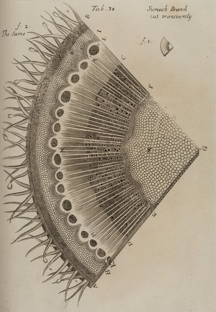 Detail of ‘Sumach branch’ by After Nehemiah Grew