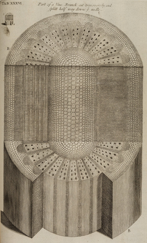 Detail of ‘Vine branch’ by After Nehemiah Grew