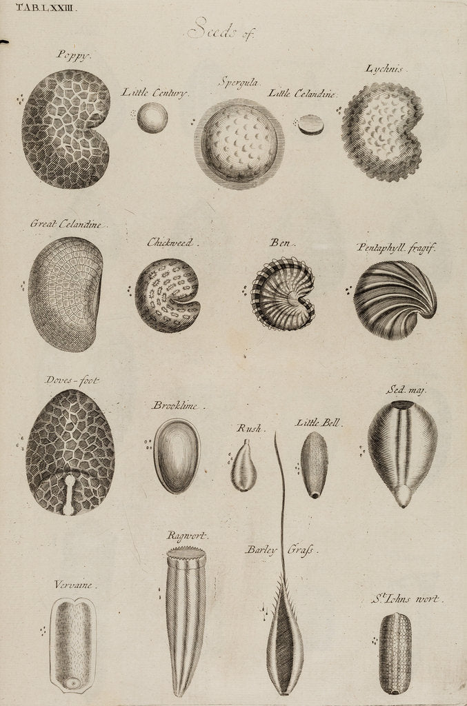 Detail of Seeds by After Nehemiah Grew