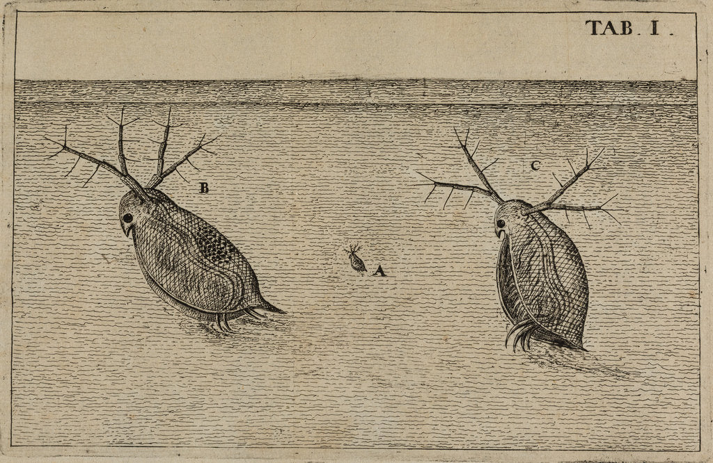 Detail of Water fleas by Jan Swammerdam