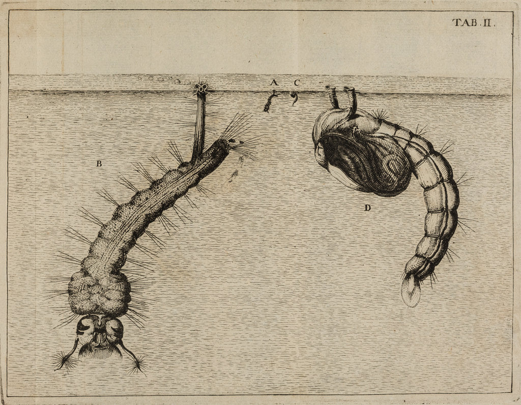 Detail of Mosquito larvae and pupa by Jan Swammerdam