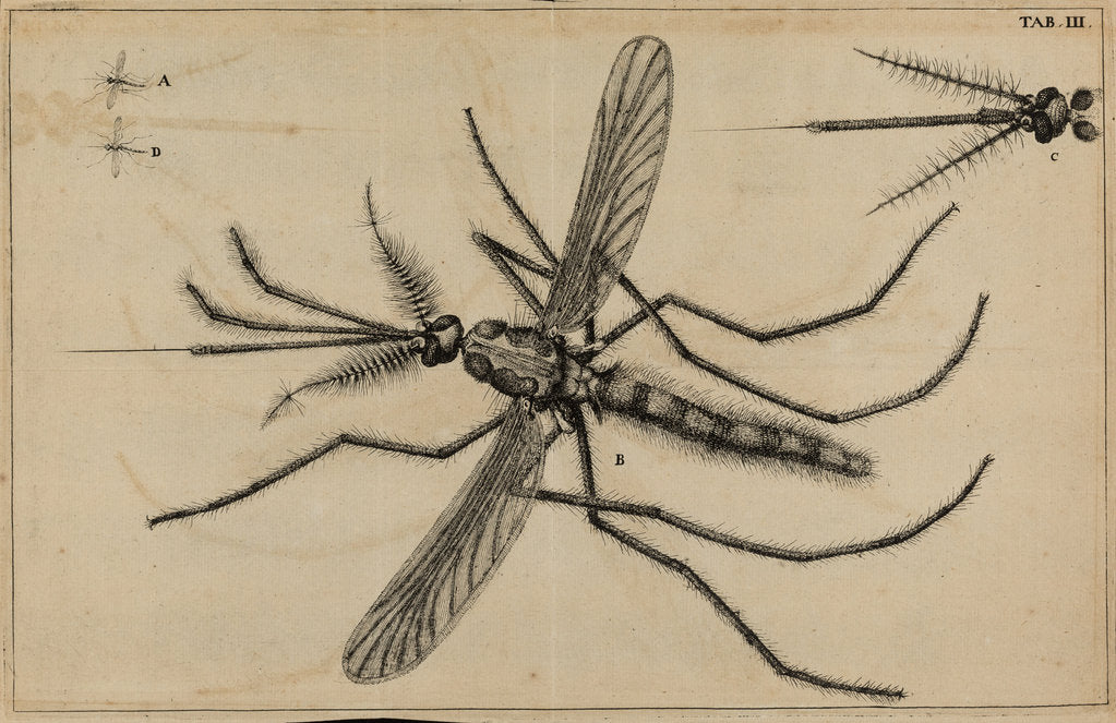 Detail of Mosquito by Jan Swammerdam