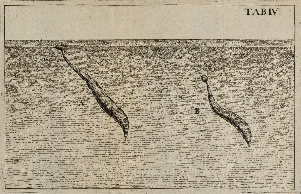 Detail of Water worms' by Jan Swammerdam