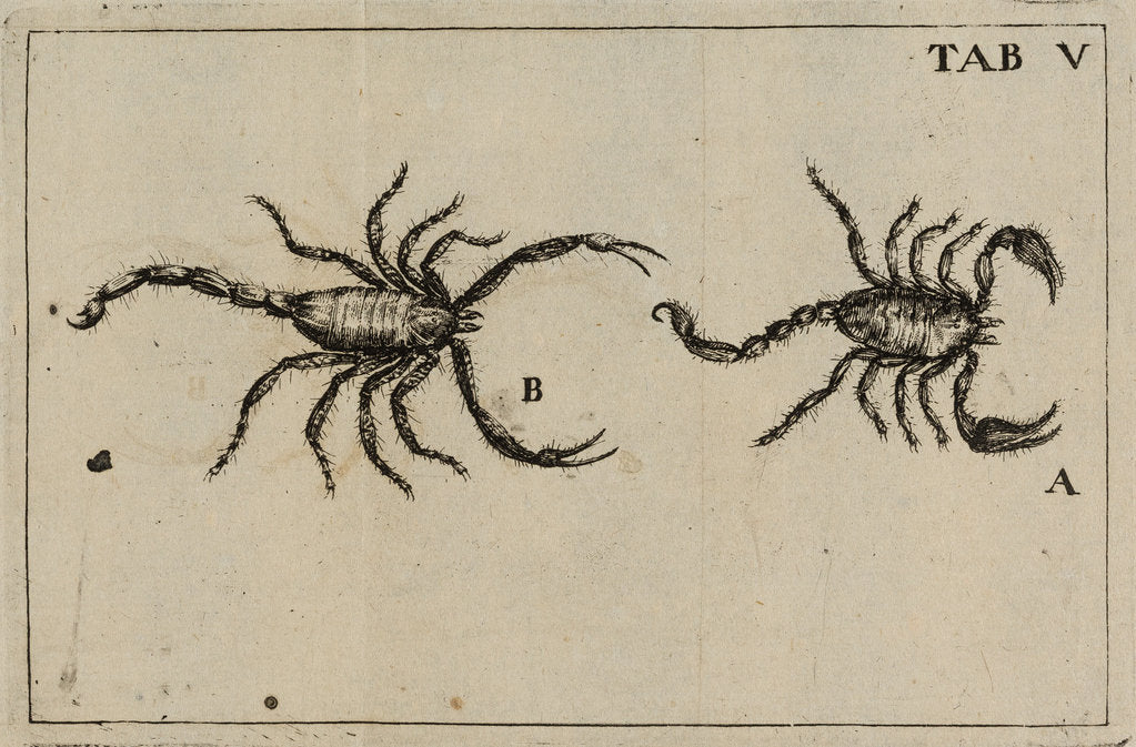 Detail of Scorpions by Jan Swammerdam