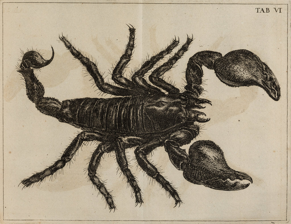 Detail of Scorpion by Jan Swammerdam