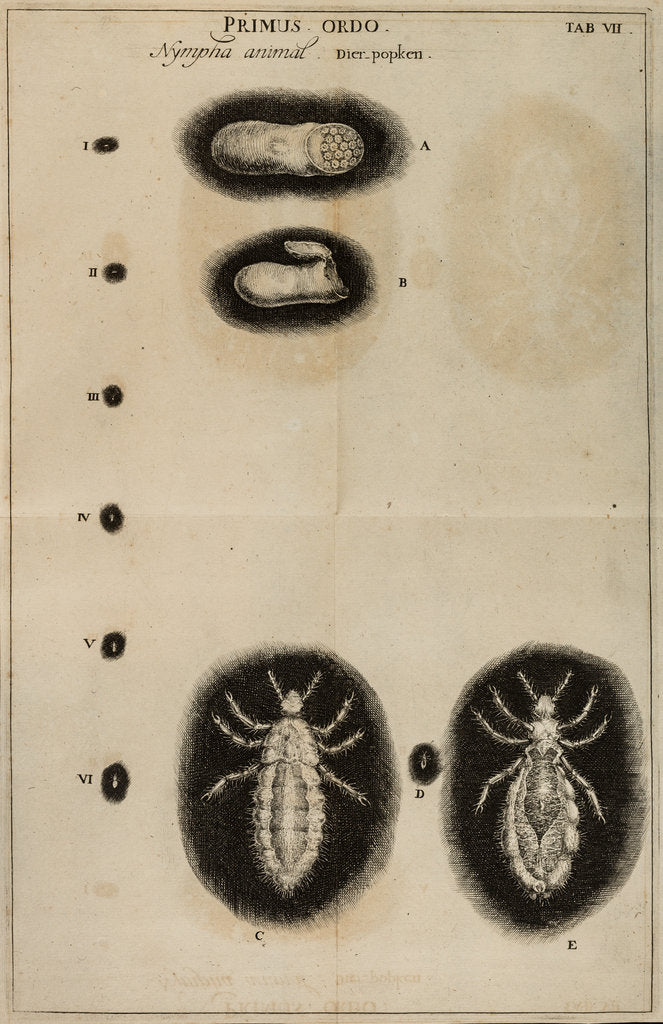 Detail of Life cycle of a louse by Jan Swammerdam
