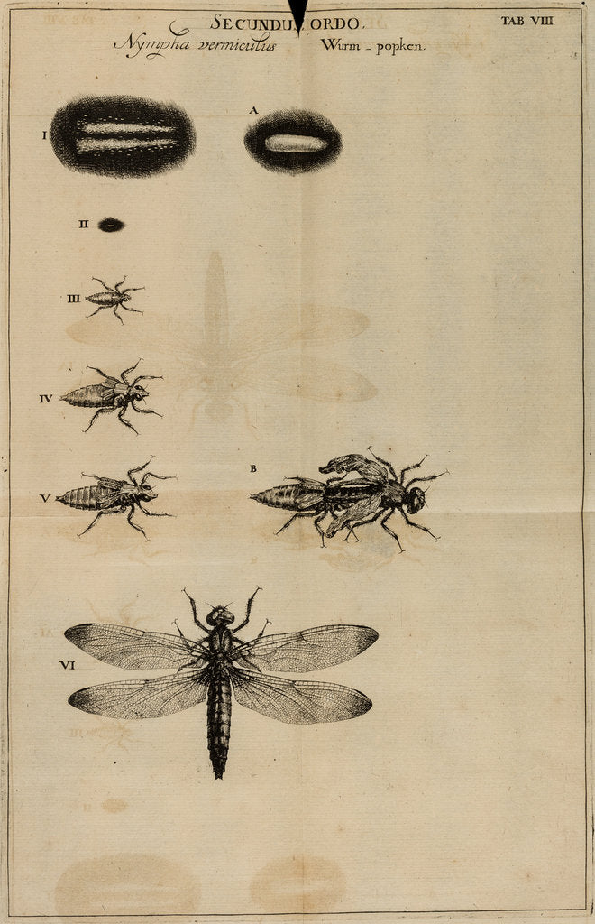 Detail of Life cycle of a dragonfly by Jan Swammerdam